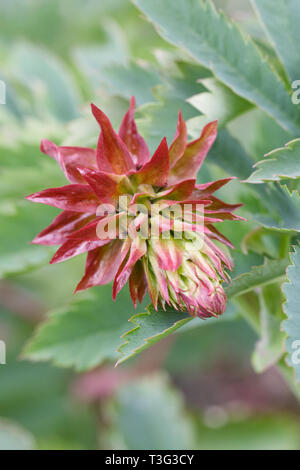 Melianthus major Blüte im Frühjahr. Stockfoto