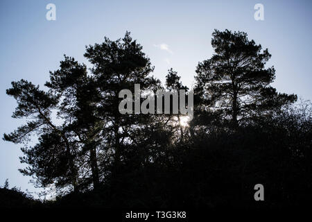 Bäume Silhouette gegen einen blauen Himmel mit der Sonne strahlend durch die Lücken in den Bäumen auf einen klaren, frostigen Winter morgen Stockfoto
