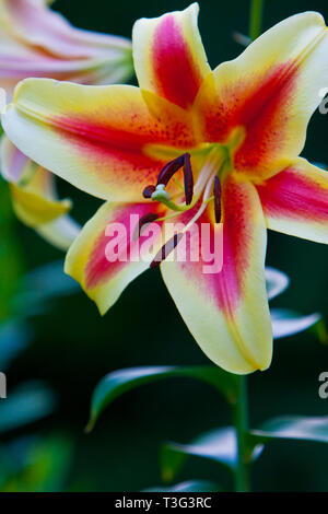 Creme und Rosa Lilium, stargazer Lilie Stockfoto