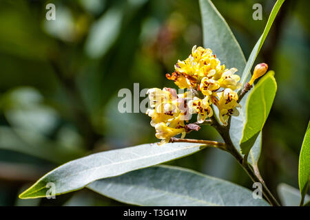 In der Nähe von Kalifornien bay Laurel (Umbellularia) Blumen; dunklen Hintergrund Stockfoto