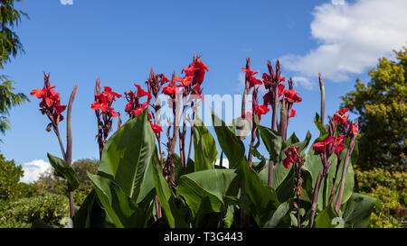 Canna x generalis Blüte in Neuseeland Stockfoto