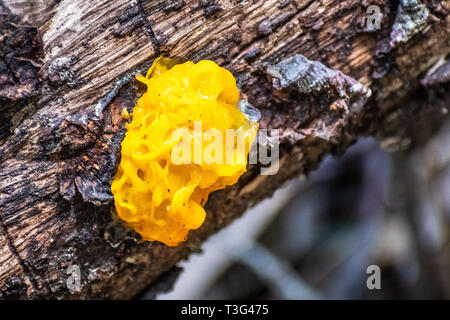 Hexen "Butter (Tremella mesenterica) auf einem Baumstamm in den Wäldern von Marin County, North San Francisco Bay Area, Kalifornien Stockfoto