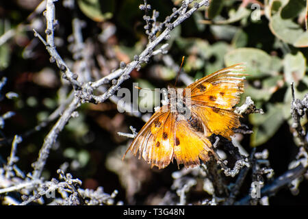 Nahaufnahme von Satyr Komma Schmetterling (Polygonia satyrus) mit zerfetzten Flügeln, San Francisco Bay Area, Kalifornien Stockfoto