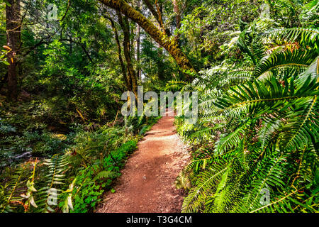 Wanderweg durch den üppigen Wäldern des Mount Tamalpais State Park, Marin County, North San Francisco Bay Area, Kalifornien Stockfoto