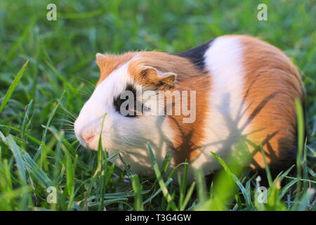 Süße Meerschweinchen Weiden. Diese Tiere sind wie Vieh in der Andenregion, wo sie als eine Delikatesse. Stockfoto