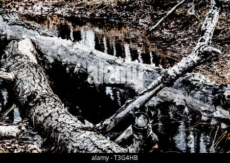 Die Seele eines Baumes ist nicht verloren, wenn er fällt, wird es Naturen Kunst Stockfoto