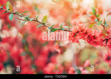 Wild Rose Bush Blüten im Frühling, selektiver Fokus Stockfoto