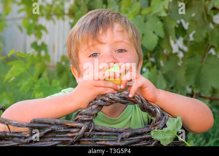 Porträt der jungen Essen saftig frischen Apfel beim Sitzen in den Korb. Sommerferien Konzept. Vorschüler mit einem Apple Spaß im Freien. Grün Stockfoto