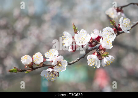 Zweig der Aprikosenbaum in der Blüte. Textur, Hintergrund, Hintergrund, blühende Obstbäume, Aprikosenbaum blüht. Konzeptioneller Hintergrund. Vergleich Stockfoto