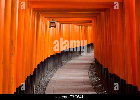 Linie von orange Torii auf einem gekrümmten Pfad am Fushimi Inari-Taisha Shrine außerhalb von Kyoto, Japan. Eine Laterne hängt in weiches Licht Stockfoto