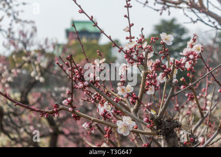 Sakura Kirschblüte mit Osaka im Hintergrund das Schloss Stockfoto