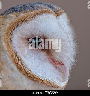 Ausführliches Porträt einer Schleiereule Stockfoto