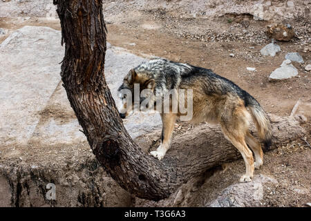 Mexikanische Grauer Wolf heraus überprüfen Duft Markierungen auf einem Baum Stockfoto