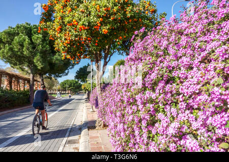 Valencia Gärten Orangenbaum Radfahrer fahren auf blühenden Radweg Turia Fluss Spanien Biker Valencia Spanien Europa Lifestyle Active Life Cycling Stockfoto