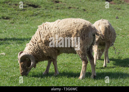 Castlemilk moorit Schafe auf einer Wiese Stockfoto