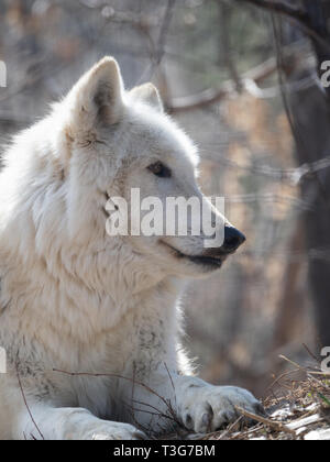 Nahaufnahme von einem grauen Wolf auf der Suche rechts, sitzen unter getrockneten Zweigen und Gras mit einem geringen Tiefenschärfe fotografiert. Stockfoto