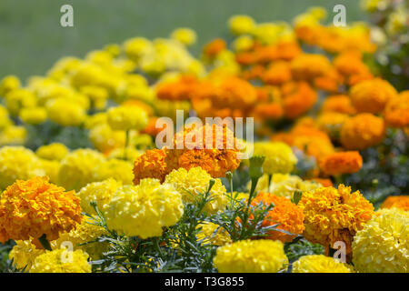 Gelb und Orange Ringelblume im Garten. Montenegro Stockfoto