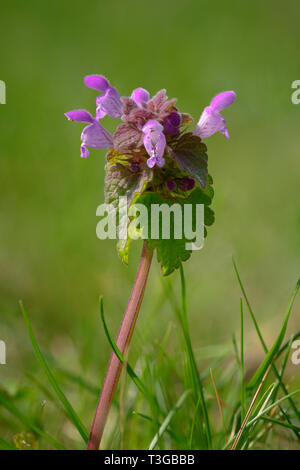 Lamium purpureum, bekannt als "Red Dead - Brennnessel, Lila tot - Brennnessel, Rot, Lila henbit Erzengel, oder velikdenche, ist eine krautige Pflanze native t Stockfoto