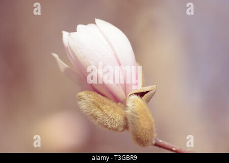 Magnolia ist eine große Gattung von etwa 210 blühenden Pflanzen in der unterfamilie Magnolioideae der Familie Magnoliaceae. Es ist benannt nach dem französischen bot Stockfoto