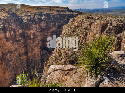 Sotol wächst an den Rand der Mariscal Canyon, Rio Grande, Eng Rapids Bereich, Ansicht von Rim Trail, Big Bend National Park, Texas, USA Stockfoto