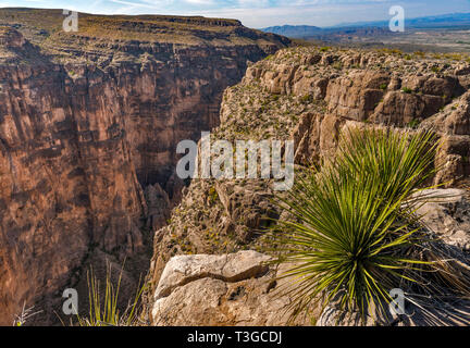 Sotol wächst an den Rand der Mariscal Canyon, Rio Grande, Eng Rapids Bereich, Ansicht von Rim Trail, Big Bend National Park, Texas, USA Stockfoto