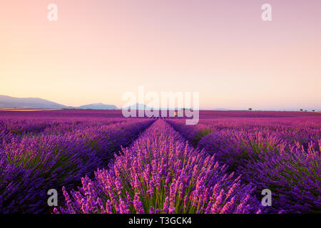 Französischer Lavendel Feld bei Sonnenaufgang Valensole Stockfoto