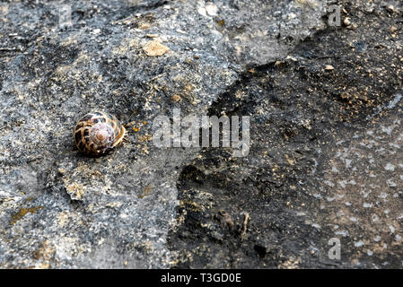 Seeschnecke sitzen auf einem Felsen Stockfoto