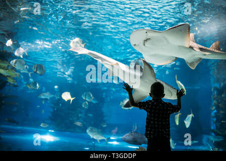 Silhouette eines Jungen an der Fische im Aquarium. Stockfoto