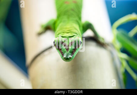 Close up grüne Eidechse Auge Stockfoto