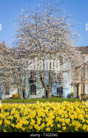 Frühling Narzissen und einem herrlichen blühenden Kirschbaum in St. Clement's Street, Oxford Stockfoto