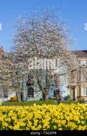 Ein Radfahrer übergibt Frühling Narzissen und einem herrlichen blühenden Kirschbaum in St. Clement's Street, Oxford Stockfoto