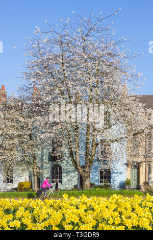 Ein Radfahrer in einem hellen Rosa top Skipässe Frühjahr Narzissen und einem herrlichen blühenden Kirschbaum in St. Clement's Street, Oxford Stockfoto