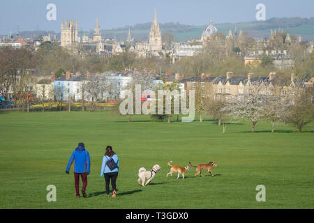 Ein paar nehmen Ihre drei stürmischen Hunde für einen Spaziergang in South Park, Oxford mit dem goldenen Oxford in der Ferne Stockfoto