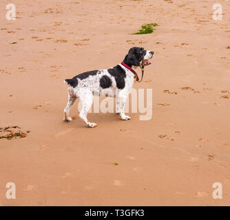 Springer Spaniel Hund spielen am Strand von Redcar im Nordosten von England Stockfoto