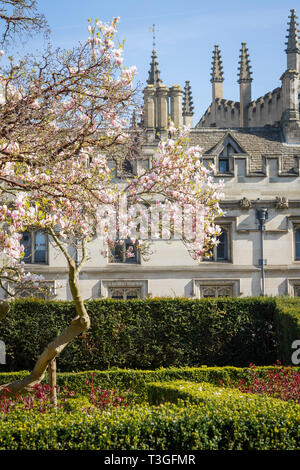 Der Magnolie in voller Blüte im Frühjahr mit Magdalen College hinter außerhalb Oxford Botanic Garden Stockfoto