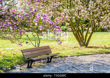 Eine hölzerne Bank unter einem blühenden Magnolienbaum in einem öffentlichen Garten am Ende eines sonnigen Frühlingstag. Stockfoto