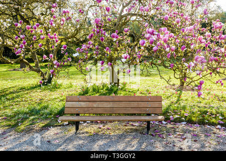 Eine hölzerne Bank unter einem blühenden Magnolienbaum in einem öffentlichen Garten am Ende eines sonnigen Frühlingstag. Stockfoto