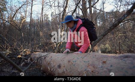 Junge Frau Tourist mit einem Rucksack Schritten über einen umgestürzten Baum im Wald mit einem Rucksack. Thema wandern Tourismus in den Wald. Die Überwindung difficultie Stockfoto