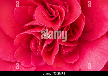 Makroökonomische Bild eines roten Camelia flower mit Details wie Blütenstempel Stockfoto