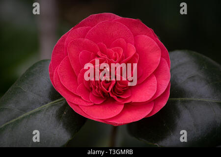 Makroökonomische Bild eines roten Camelia flower mit zwei Blütenblätter zeigt viele Details Stockfoto