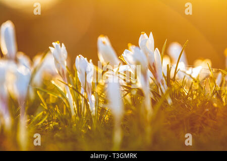 Boten des Frühlings. Weiße Krokusse im sonnigen Hintergrundbeleuchtung bei Sonnenuntergang im Stadtpark. Crocus wachsenden außerhalb auf Boden Bett, beleuchtet mit Sonnenlicht von hinten Stockfoto