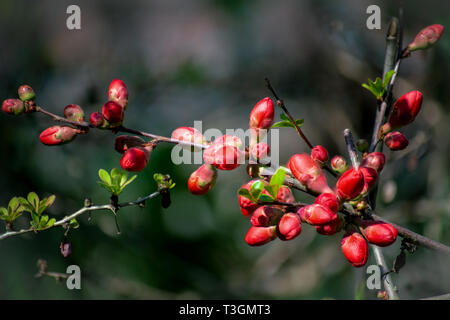 Makro- und Details eines Clusters von roten Blütenknospen eines japanischen Quitte (chaenomeles japonica) im hellen Sonnenschein Stockfoto