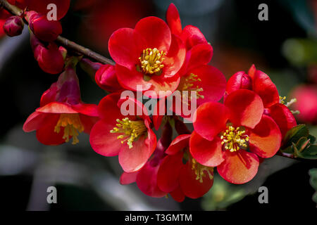 Makro- und Details eines Clusters von rot blühenden Blumen eines japanischen Quitte (chaenomeles japonica) im hellen Sonnenschein Stockfoto