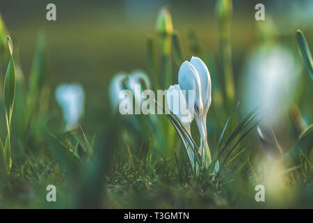 Boten des Frühlings. Weiße Krokusse im sonnigen Hintergrundbeleuchtung bei Sonnenuntergang im Stadtpark. Crocus wachsenden außerhalb auf Boden Bett, beleuchtet mit Sonnenlicht von hinten Stockfoto