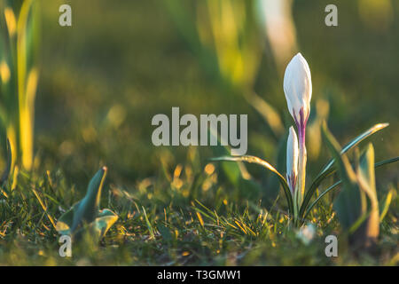 Boten des Frühlings. Weiße Krokusse im sonnigen Hintergrundbeleuchtung bei Sonnenuntergang im Stadtpark. Crocus wachsenden außerhalb auf Boden Bett, beleuchtet mit Sonnenlicht von hinten Stockfoto