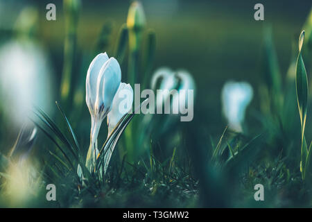 Boten des Frühlings. Weiße Krokusse im sonnigen Hintergrundbeleuchtung bei Sonnenuntergang im Stadtpark. Crocus wachsenden außerhalb auf Boden Bett, beleuchtet mit Sonnenlicht von hinten Stockfoto