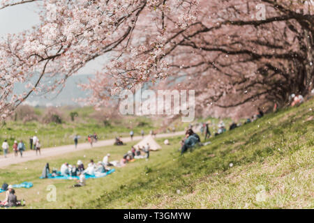 Rosa Kirschblüte oder Sakura Blüte im Frühjahr Saison in Japan Stockfoto