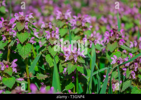 Blumen Lamium maculatum auch als Tote entdeckt - Brennnessel bekannt, getupft henbit und lila Drachen. Stockfoto