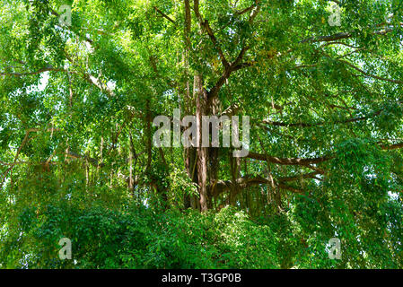 Big Tree und viele Blätter und Zweige bei Tageslicht Stockfoto