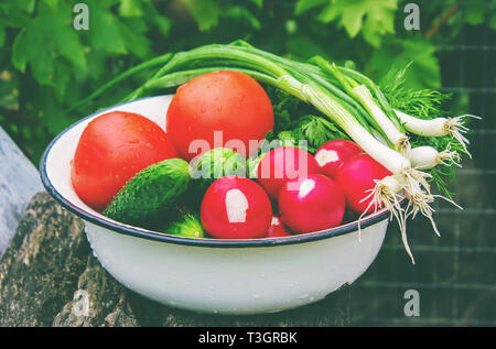 Verschiedene Gemüse aus eigenem Anbau auf weißem Holz- Hintergrund. Selektive konzentrieren. Natur. Stockfoto